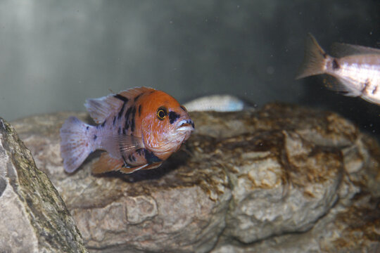 Closeup of the Labidochromis sp. "Hongi". Hongi red top fish.
