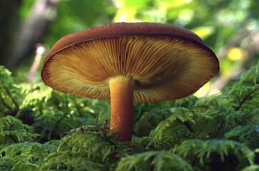 Fototapeta premium Some of these mushrooms, which grow in various colors, are poisonous.