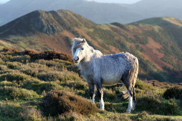 Pony after the rain has cleared at dawn near the Long Mynd, Shropshire, England