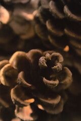 Macro shot of pinecones on a blurry background in monochrome colors