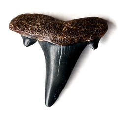 Top view of a huge black shark tooth Hypotodus verticalis on a white background