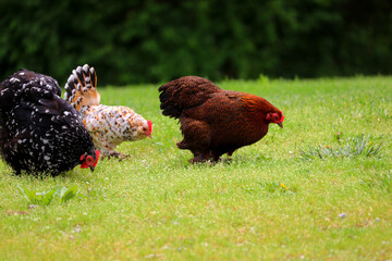 Closeup shot of a group of chickens grazing on the grass on a sunny day