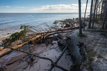 Storm broken trees on the Baltic sea coast, Kolka, Latvia.