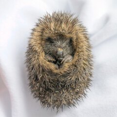 Closeup shot of European hedgehog (Erinaceus europaeus) © Dan Lambert Photography/Wirestock