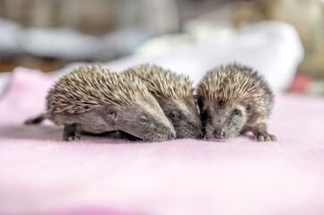 Closeup shot of European hedgehogs (Erinaceus europaeus) © Dan Lambert Photography/Wirestock