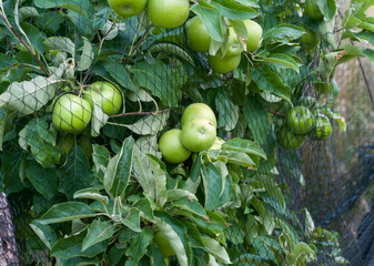 Group of Green Smith Apples on the branch protected from birds by black net. Organic farming.