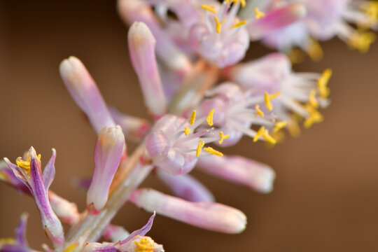 Selective Focus Shot Of Small Pink Tropical Flowers
