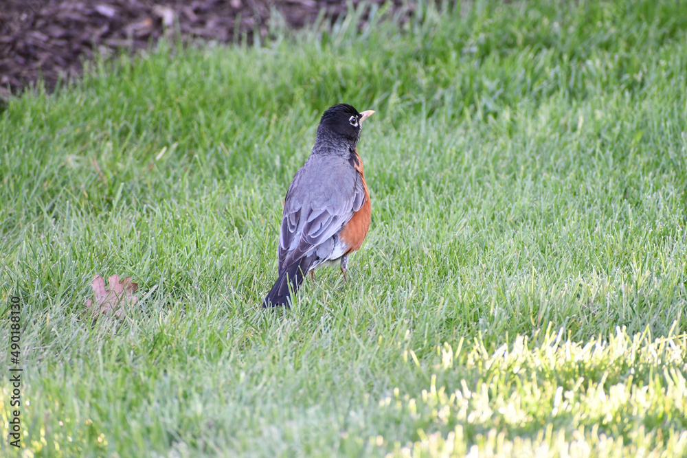 Poster American robin walking on green grass