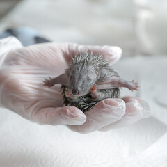 Closeup shot of European hedgehog (Erinaceus europaeus) © Dan Lambert Photography/Wirestock