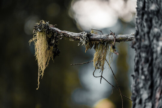 Branch of usnea on a blurry background