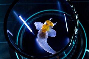 Closeup shot of a extraordinary fish, sea creature in a laboratory