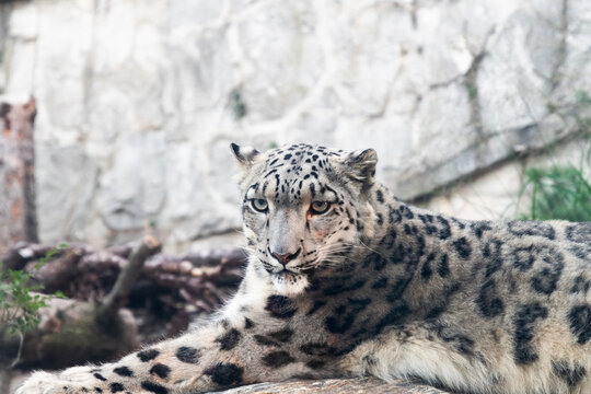 Beautiful shot of a snow leopard in a zoo