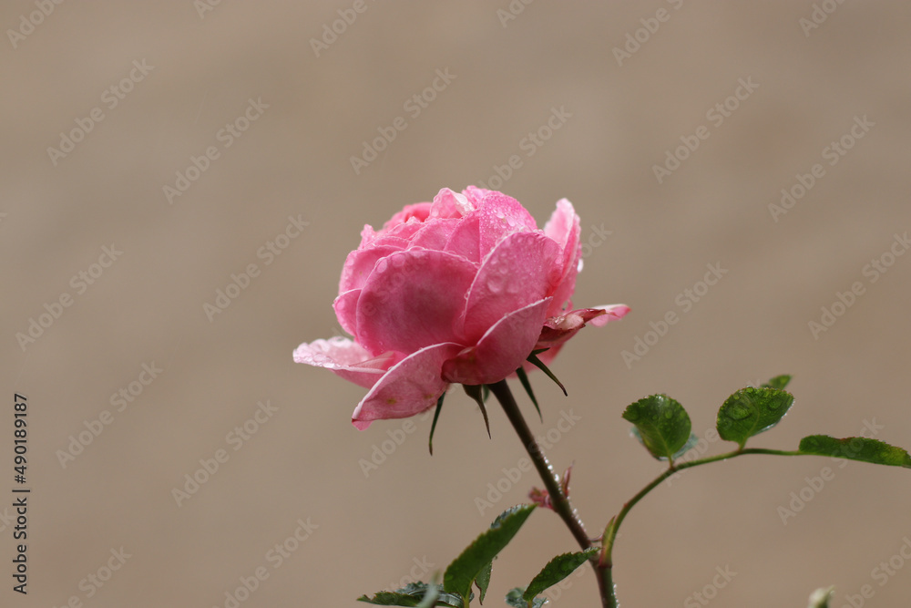 Sticker Closeup of a tiny pink rose on a stem with leaves covered with dewdrops