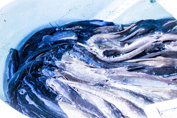 Fish wriggling