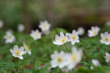 Selective focus of white tiny flowers growing in a shrub