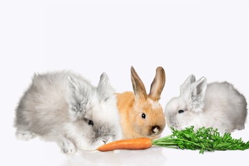 Lovely bunny easter fluffy rabbit, eat carrot