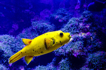 Closeup of a yellow black spotted Puffer fish