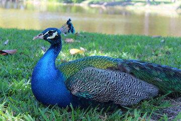 Obraz premium Close up of blue peacock in the grass during the day. 
