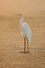 Beautiful heron in a lake