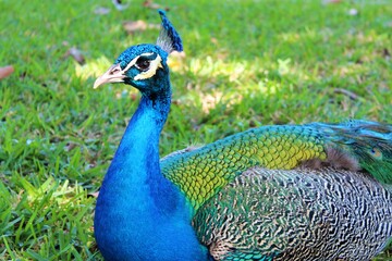 Obraz premium Close up of blue peacock in the grass during the day. 