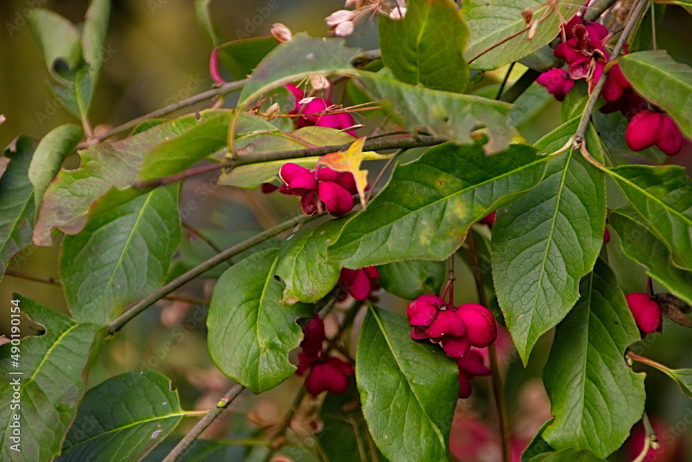 Canvas Prints Closeup shot of a tree with beautiful pink flowers