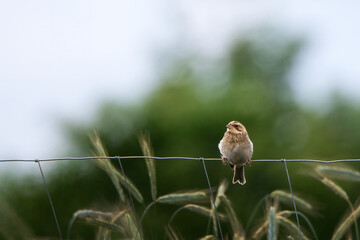 Closeup shot of a common reed bunting bird perching on a metal fence against a blurred background