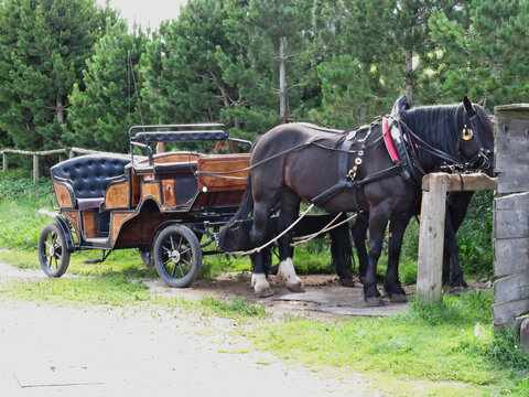 Closeup of a touristic horse-drawn calash waiting for clients