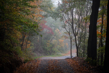 morning in the forest