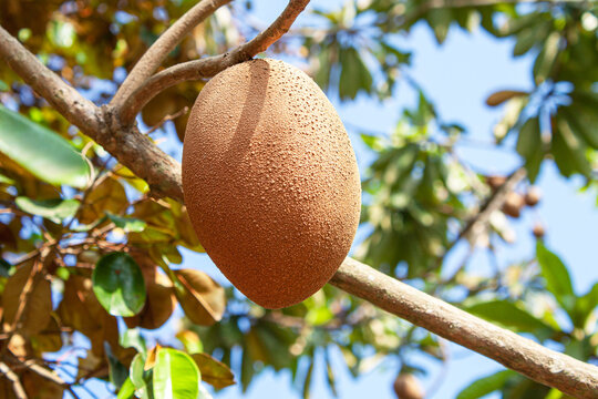Angle shallow focus shot of a sapodilla fruit growing on tree on a sunny day on a blurred background