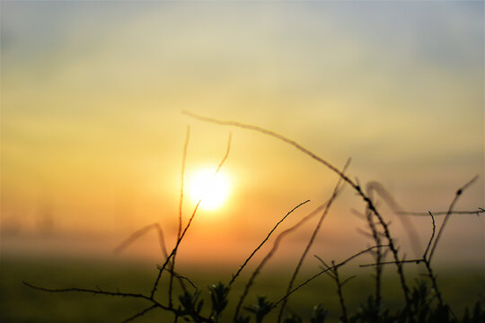 Closeup shot of sun ryas falling on a plant