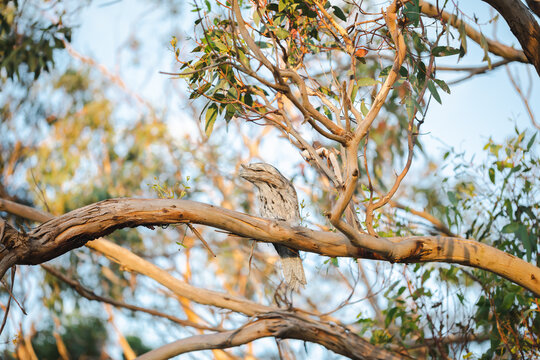 Closeup of the tawny frogmouth, Podargus strigoides.