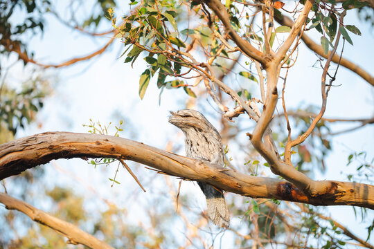 Closeup of the tawny frogmouth, Podargus strigoides.