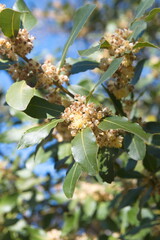 Blossom  of  Laurus nobilis plant, Laurus azorica, aromatic and medicinal plant