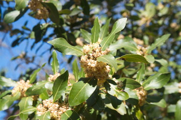 Blossom  of  Laurus nobilis plant, Laurus azorica, aromatic and medicinal plant