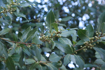Buds of  Laurus nobilis plant, Laurus azorica, aromatic and medicinal plant