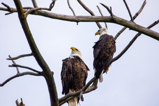 Closeup Of An Eagle In Montezuma National Wildlife Refuge