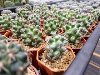 beatiful cactus in a pot for sell, cactus fair in Thailand.