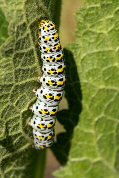 Macro shot of a colorful catterpillar on a green leaf
