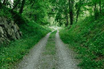 Green mountains landscape with old dirt road overgrown with grasses and flowers to forest edge on hill