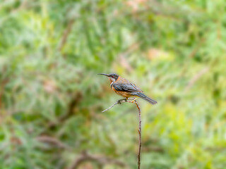 Spine Bill Perched Alone