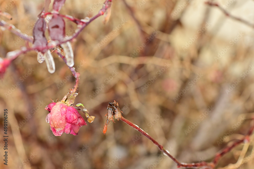 Canvas Prints Close-up shot of a frozen rose in the blurred background.