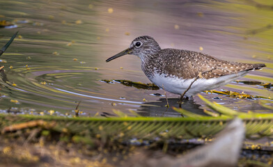 Closeup shot of a sandpiper bird wading in a lake