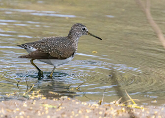 Closeup shot of a sandpiper bird wading in a lake