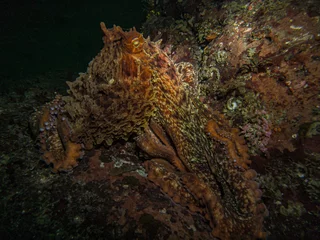 Gardinen Closeup shot of octopus, Pacific North West, BC, Canada © Chris Hendrickson/Wirestock