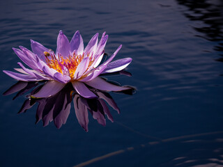 Closeup shot of a blooming purple water lily