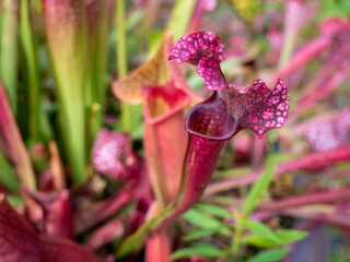 Closeup shot of a purple pitcher plant flower - obrazy, fototapety, plakaty