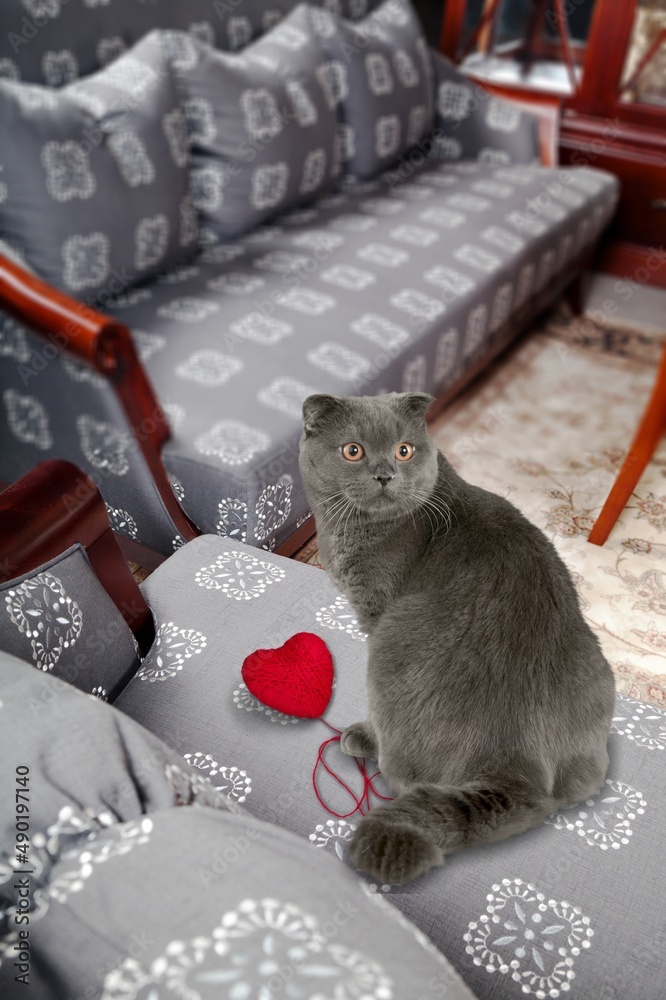 Wall mural A red heart in the paws of a cat. A postcard with a gray fluffy cat for Valentine's Day. Festive background