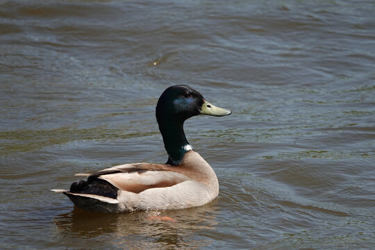 Small Green Mallard Duck Swimming In A Pond