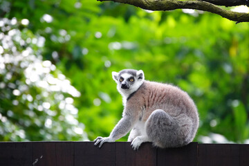 Closeup of a ring-tailed lemur on a wooden fence in a zoo in Madagascar © African Grey/Wirestock