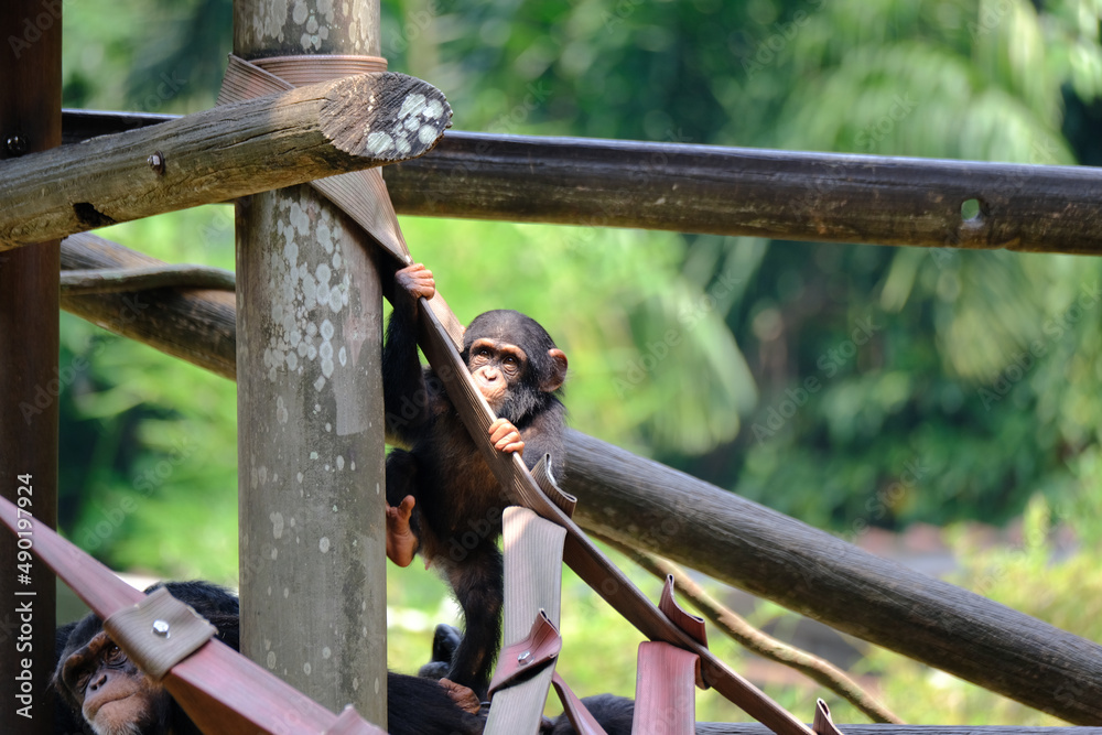 Poster Closeup of funny chimpanzee in the forest